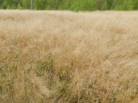 Deschampsia flexuosa 6, Bochtige smele, Saxifraga-Rutger Barendse