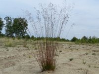 Deschampsia flexuosa 8, Bochtige smele, Saxifraga-Rutger Barendse