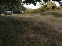 Deschampsia flexuosa 9, Bochtige smele, Saxifraga-Hans Boll