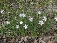 Dianthus arenarius 13, Zandanjer, Saxifraga-Hans Grotenhuis