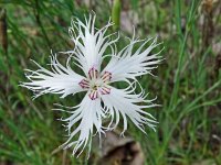 Dianthus arenarius 15, Zandanjer, Saxifraga-Hans Grotenhuis