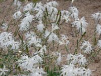 Dianthus arenarius 4, Zandanjer, Saxifraga-Ed Stikvoort