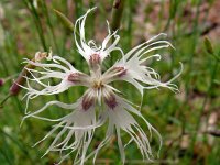 Dianthus arenarius 8, Zandanjer, Saxifraga-Hans Grotenhuis