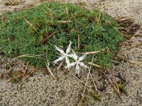 Dianthus arenarius ssp arenarius 19, Zandanjer, Saxifraga-Hans Grotenhuis
