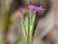 Dianthus armeria 41, Ruige anjer, Saxifraga-Sonja Bouwman  900. Ruige anjer - Dianthus armeria - Caryophyllaceae familie (i)