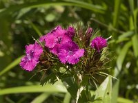 Dianthus barbatus 1, Duizendschoon, Saxifraga-Jan van der Straaten