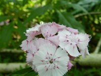 Dianthus barbatus 10, Duizendschoon, Saxifraga-Rutger Barendse