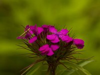 Duizendschoon  Dianthus barbatus