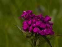 Duizendschoon  Dianthus barbatus