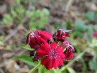 Dianthus barbatus 8, Duizendschoon, Saxifraga-Rutger Barendse