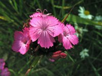 Dianthus carthusianorum, Charterhouse Pink