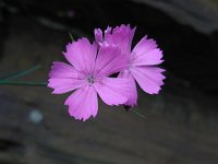 Dianthus carthusianorum 29, Kartuizer anjer, Saxifraga-Ed Stikvoort