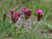 Dianthus carthusianorum 33, Karthuizer anjer, Saxifraga-Luuk Vermeer