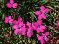 Dianthus carthusianorum var vaginatus 31, Saxifraga-Harry Jans