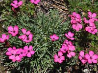 Dianthus carthusianorum var vaginatus 32, Saxifraga-Harry Jans