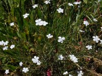 Dianthus cretaceus 8, Saxifraga-Ed Stikvoort