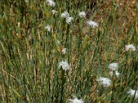 Dianthus crinitus 4, Saxifraga-Ed Stikvoort