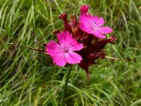 Dianthus cruentus 7, Saxifraga-Ed Stikvoort