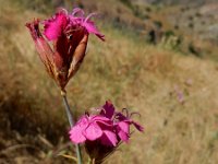 Dianthus cruentus 8, Saxifraga-Ed Stikvoort