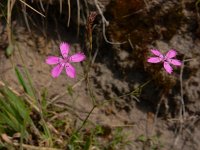 Dianthus deltoides 31, Steenanjer, Saxifraga-Ed Stikvoort