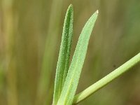 Dianthus deltoides 36, Steenanjer, Saxifraga-Sonja Bouwman