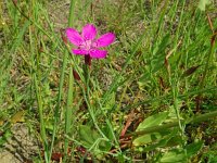 Dianthus deltoides 40, Steenanjer, Saxifraga-Hans Grotenhuis