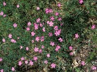 Dianthus deltoides 1, Steenanjer, Saxifraga-Piet Zomerdijk