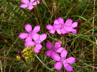 Dianthus deltoides 11, Steenanjer, Saxifraga-Mark Zekhuis