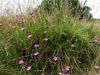 Dianthus deltoides 12, Steenanjer, Saxifraga-Mark Zekhuis