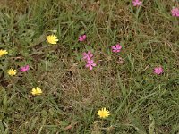 Dianthus deltoides 13, Steenanjer, Saxifraga-Bas Klaver