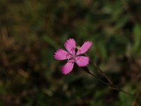 Dianthus deltoides 3, Steenanjer, Saxifraga-Hans Dekker