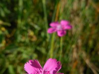 Dianthus deltoides 30, Steenanjer, Saxifraga-Ed Stikvoort