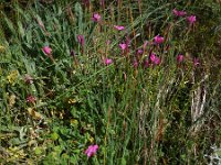 Dianthus deltoides 33, Steenanjer, Saxifraga-Ed Stikvoort