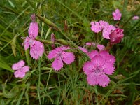 Dianthus deltoides 34, Steenanjer, Saxifraga-Ed Stikvoort