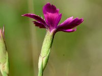 Dianthus deltoides 37, Steenanjer, Saxifraga-Sonja Bouwman