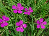 Dianthus deltoides 39, Steenanjer, Saxifraga-Hans Grotenhuis