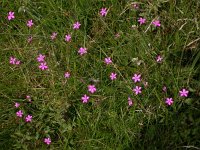 Dianthus deltoides 4, Steenanjer, Saxifraga-Peter Meininger