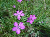 Dianthus deltoides 9, Steenanjer, Saxifraga-Mark Zekhuis