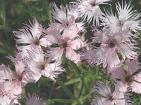 Dianthus hyssopifolius 1, Saxifraga-Marijke Verhagen