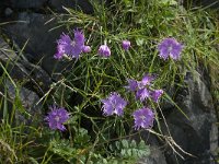 Dianthus hyssopifolius 10, Saxifraga-Willem van Kruijsbergen