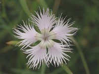 Dianthus hyssopifolius 3, Saxifraga-Marijke Verhagen