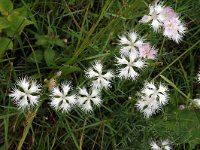 Dianthus hyssopifolius 6, Saxifraga-Jan van der Straaten