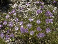 Dianthus hyssopifolius 7, Saxifraga-Jan van der Straaten