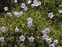 Dianthus hyssopifolius 8, Saxifraga-Jan van der Straaten