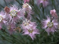 Dianthus hyssopifolius 9, Saxifraga-Jan van der Straaten