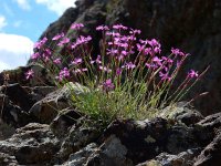 Dianthus orientalis 11, Saxifraga-Ed Stikvoort