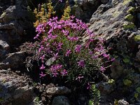 Dianthus orientalis 7, Saxifraga-Ed Stikvoort