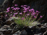 Dianthus orientalis 8, Saxifraga-Ed Stikvoort