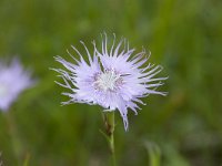 Dianthus sternbergii 3, Saxifraga-Luuk Vermeer