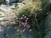 Dianthus sylvestris 30, Saxifraga-Jan van der Straaten